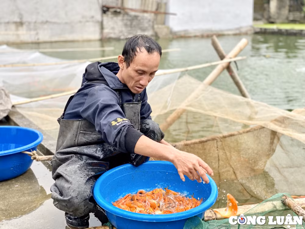 thu phu nuoi ca ong cong ong tao lon nhat xu thanh hoi ha vao vu hinh 2