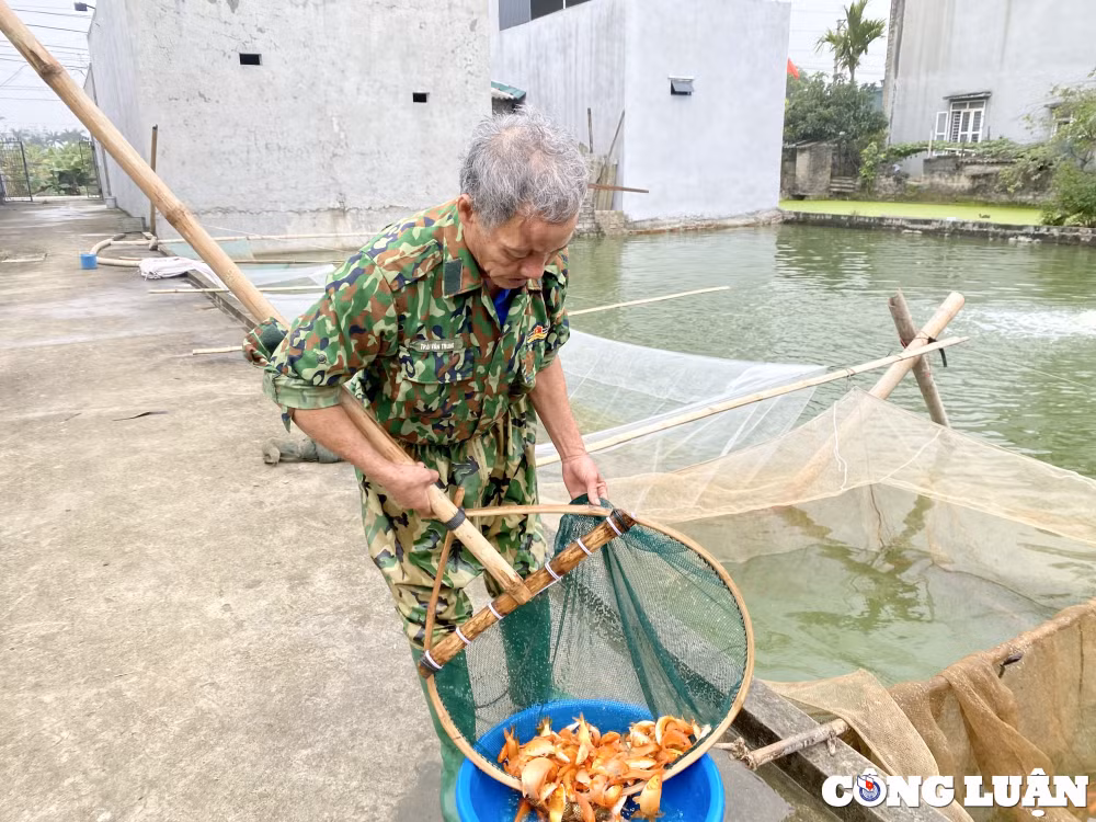 thu phu nuoi ca ong cong ong tao lon nhat xu thanh hoi ha vao vu hinh 3