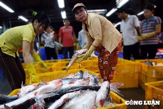 cung ung nguon hang tet khung 3 cho dau moi lon nhat tp hcm chuan bi ra sao hinh 1