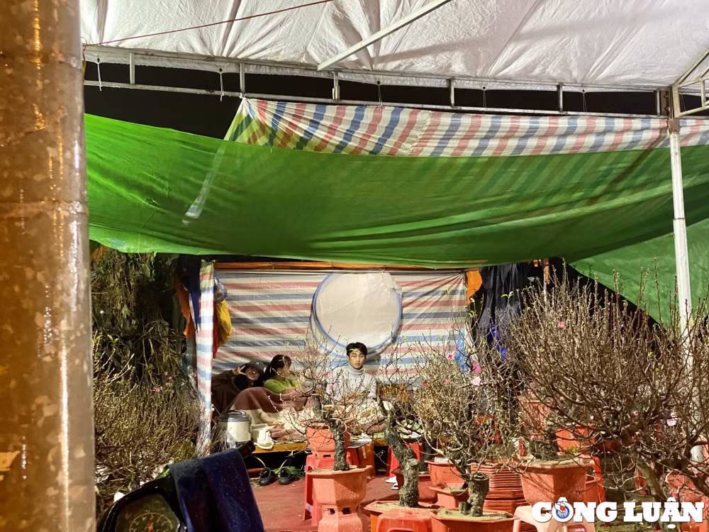 thanh hoa tieu thuong ban cay canh tet muu sinh duoi mua lanh hinh 3