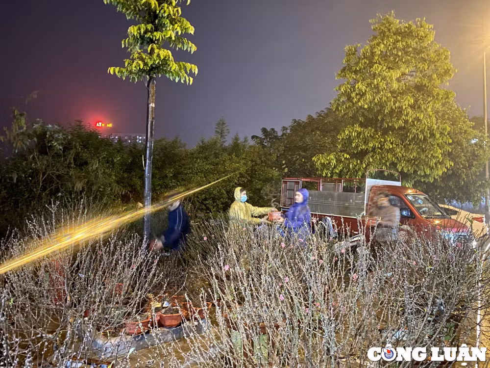 thanh hoa tieu thuong ban cay canh tet muu sinh duoi mua lanh hinh 4