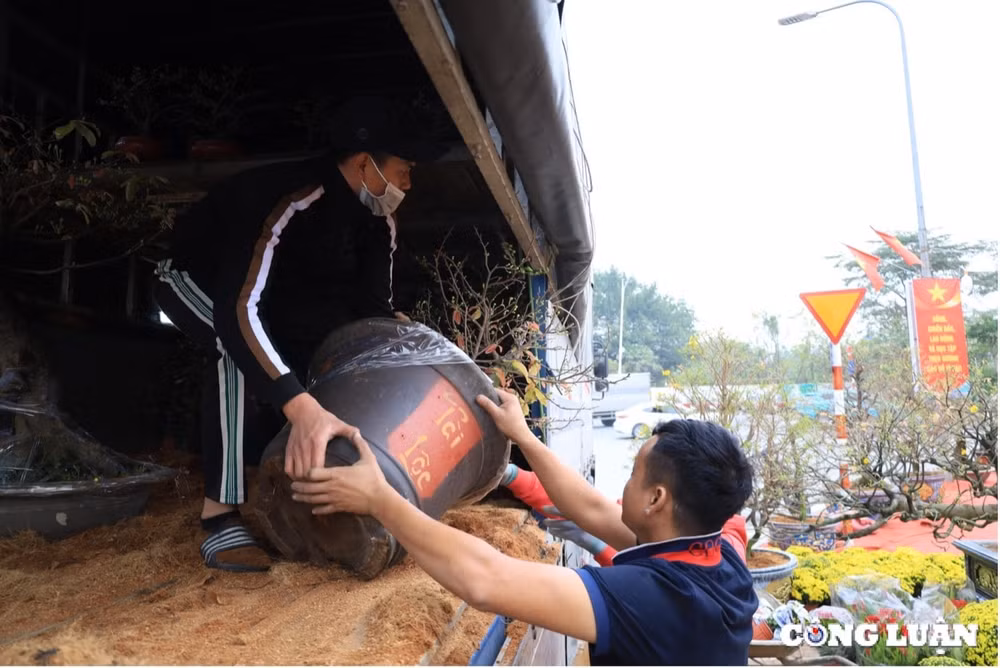 mai vang mien nam khoe sac giua long thu do hinh 3