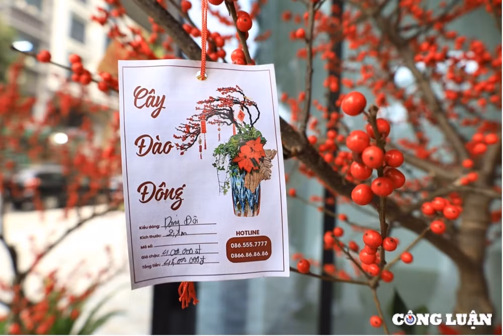 dao dong do gia hang chuc trieu dong hut khach thu do dip tet hinh 5