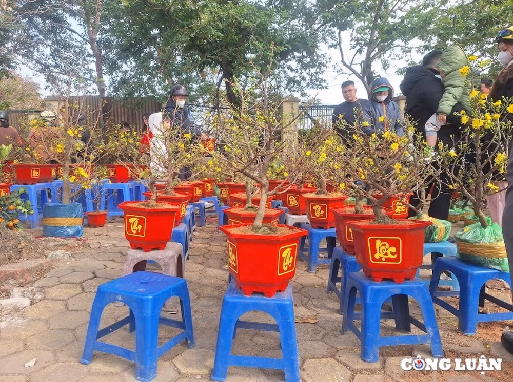 cho hoa tet cuoi nam ha gia dao quat mini hut khach hinh 3