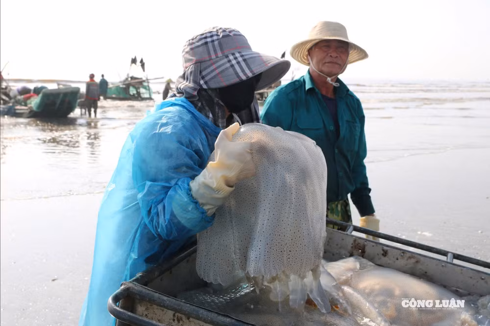 Mùa sứa bắt đầu rộ, cũng là lúc người dân tranh thủ vươn biển kiếm thêm thu nhập từ biển