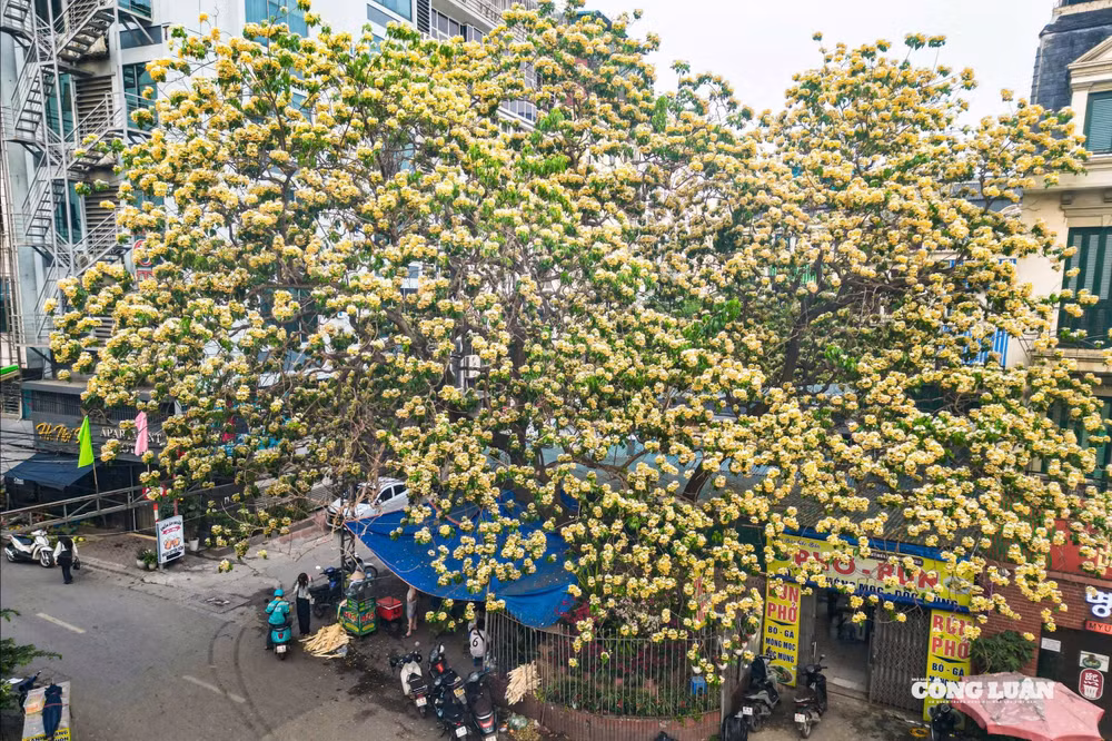 Cây hoa bún khổng lồ ở làng Đình Thôn đang bung nở, tạo nên khung cảnh rực rỡ hiếm có giữa không gian làng quê ở Hà Nội.