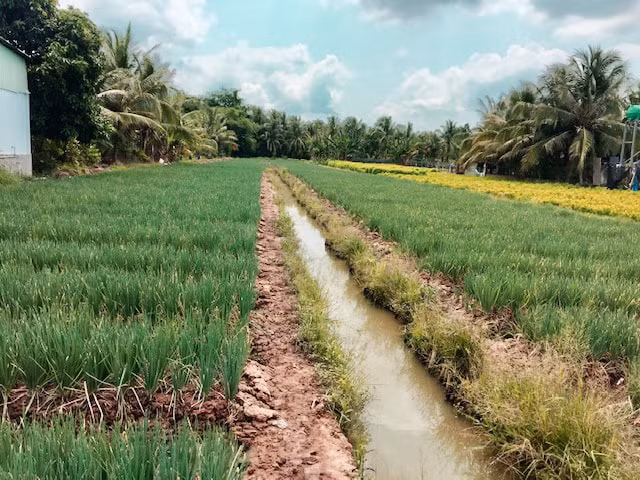 Hành lá sử dụng Đạm Phú Mỹ + KeBo cho năng suất và hiệu quả cao hơn so với trồng ở ruộng đối chứng.