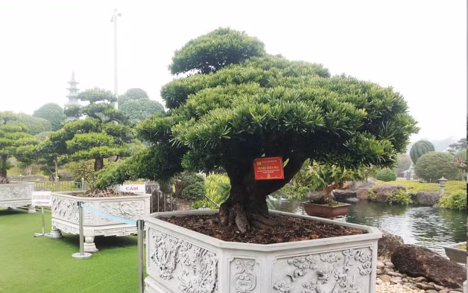 Năm 2017, cây tùng này đoạt huy chương vàng triển lãm Bon sai Châu Á - Thái Bình Dương. Vì đoạt giải vàng nên nhiều đại gia ở châu Á muốn sở hữu nhưng chủ nhân không bán, tôi phải nhờ một người bạn dẫn đến tận vườn chủ nhân tác phẩm này để thuyết phục họ bán. Cuối cùng, họ thấy mình tâm huyết, thực sự yêu cây nên họ đồng ý chuyển nhượng, ông Dũng cho biết thêm.