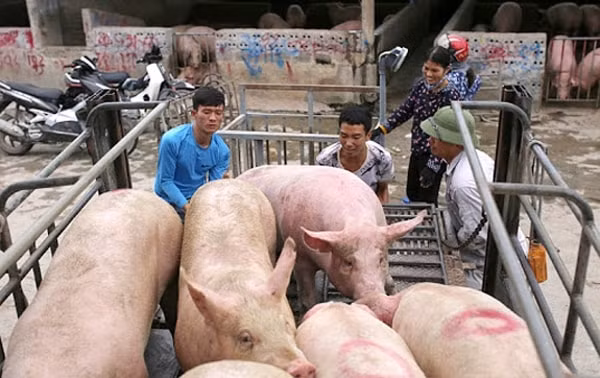 Giá heo hơi hôm nay 25/1 tiếp tục tăng tại nhiều địa phương