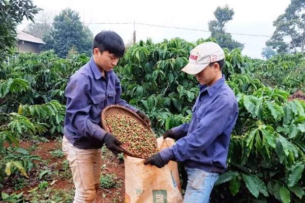 Giá cà phê hôm nay có diễn biến tăng giảm trái chiều tại các thị trường