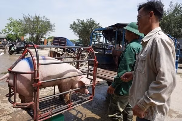 Giá heo hơi hôm nay 28/1 tại miền Bắc ghi nhận khoảng giá từ 82.000 - 83.000 đồng/kg.