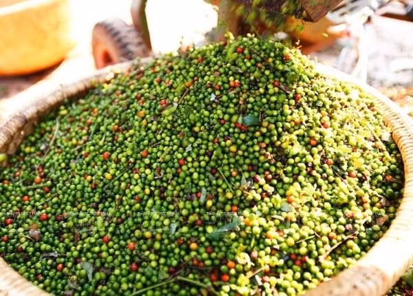 Năm 2020, Nga tăng nhập khẩu hồ tiêu từ Việt Nam, Ấn Độ, Indonesia