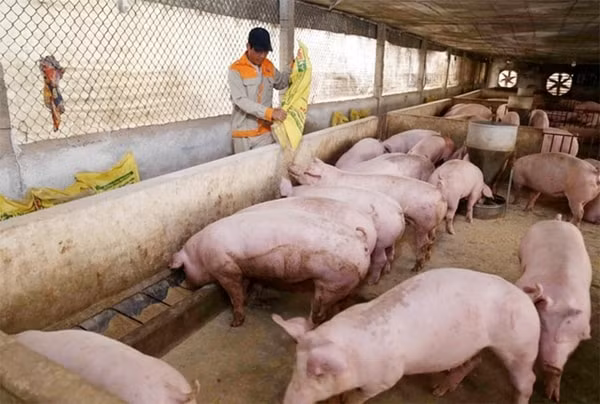 Thị trường kỳ vọng giá heo hơi sẽ ổn định trong dịp Tết sắp tới