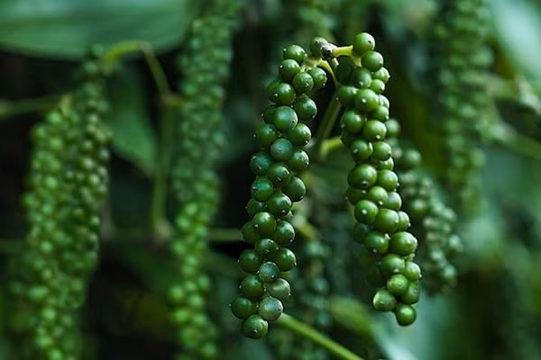 Thị trường hồ tiêu năm 2021 vẫn còn không ít thử thách
