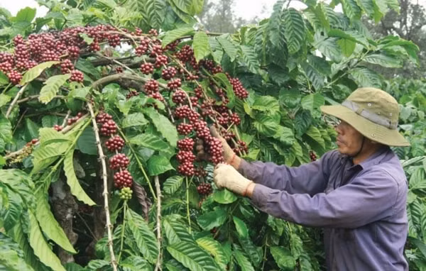 Giá cà phê hôm nay 28/1 tại các vùng trồng trọng điểm đồng loạt tăng nhẹ