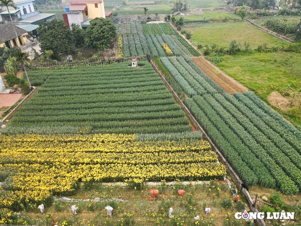 lang trong hoa lon nhat ninh binh hoi ha vao tet hinh 6