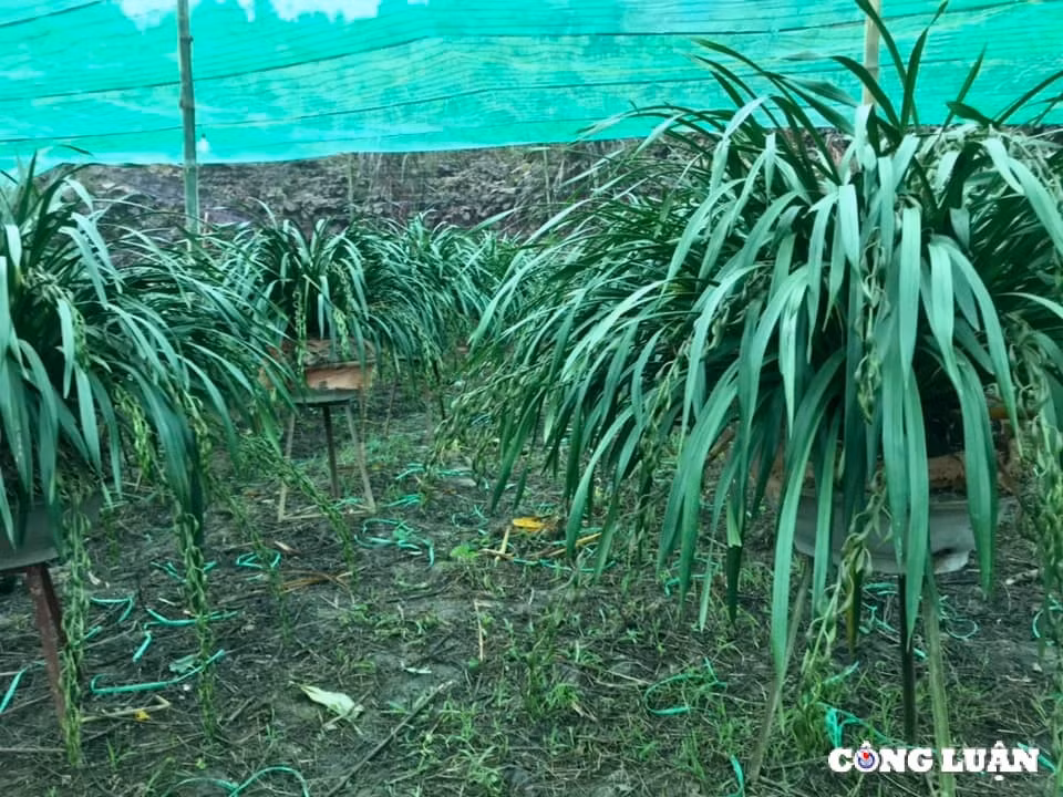 lao cai cho hoa dia lan sa pa tet at ty nhieu nguoi xem con it nguoi mua hinh 4