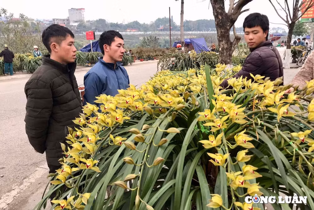 lao cai cho hoa dia lan sa pa tet at ty nhieu nguoi xem con it nguoi mua hinh 1