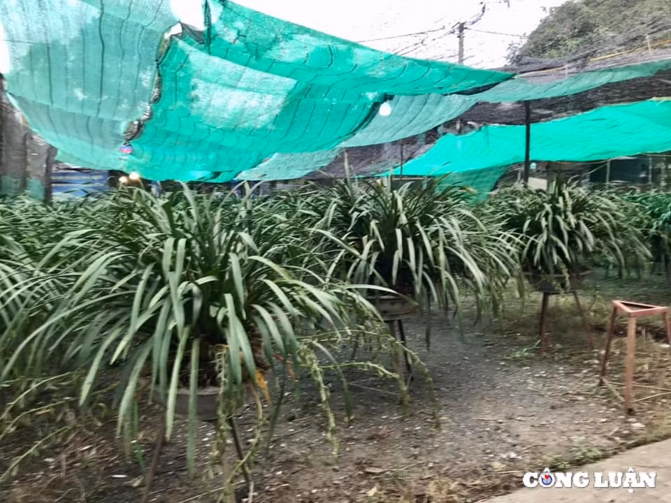 lao cai cho hoa dia lan sa pa tet at ty nhieu nguoi xem con it nguoi mua hinh 2