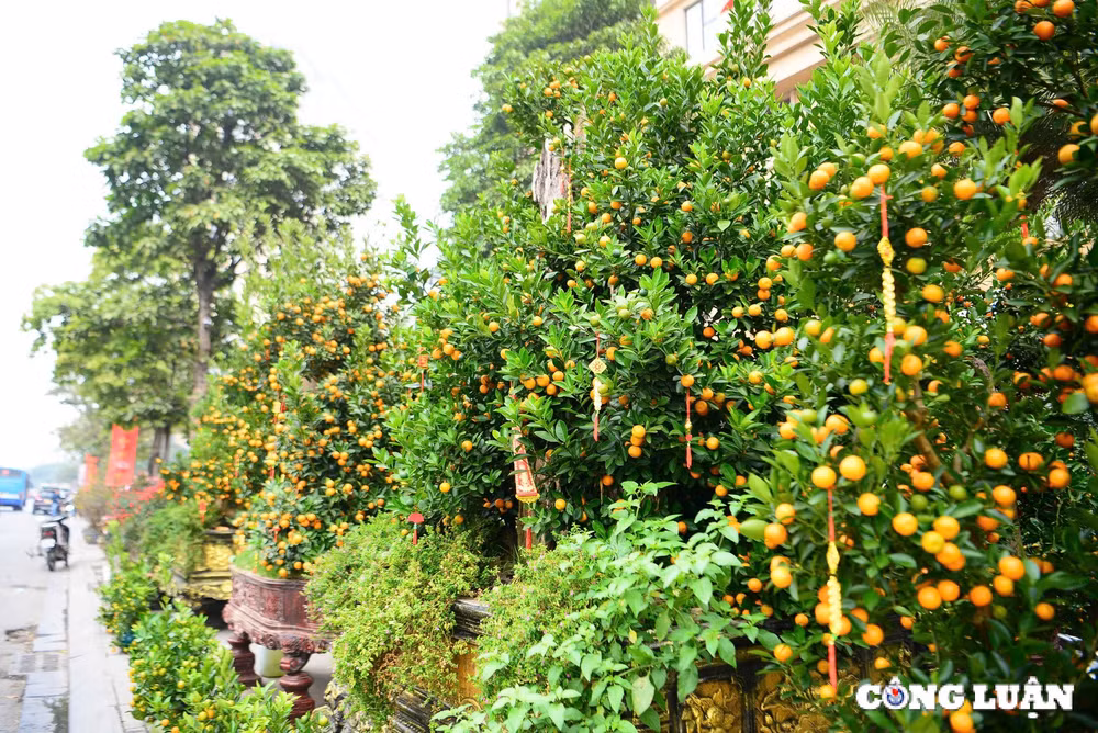 chau quat khung co gia gan 100 trieu dong tren duong lac long quan ha noi hinh 2