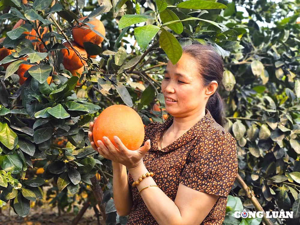 buoi do luan van dat khach dip tet nguyen dan at ty hinh 4