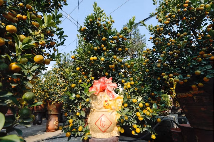 thai binh quat bonsai quat the hut khach mua dip tet hinh 2