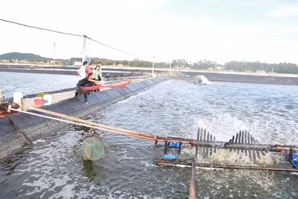 Mô hình nuôi tôm công nghệ cao mỗi năm cho thu nhập trên 50 tỷ đồng của gia đình ông Nguyễn Hồng Cương ở phường Quỳnh Dị, TX Hoàng Mai, Nghệ An