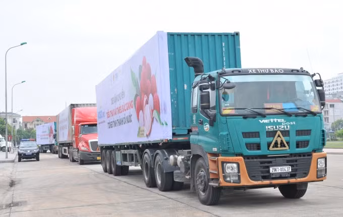 Vải thiều lần đầu tiên được bán trực tuyến trên các sàn thương mại điện tử.