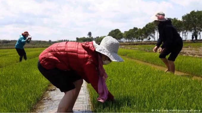 Khung cảnh làm đồng này được tuyên truyền từ tháng 5/ 2021 nhưng thực tế lại hoàn toàn khác.