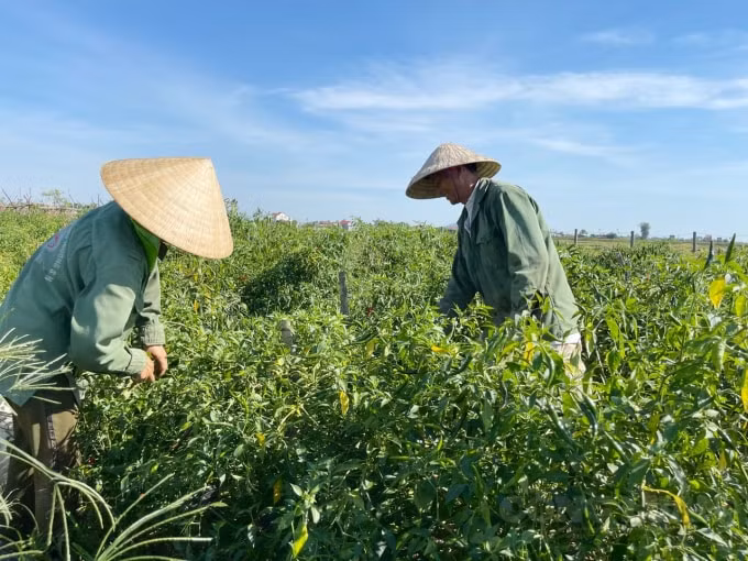 Nhiều năm qua, ớt cay là cây trồng chủ lực vụ đông xuân của bà con nông dân Tượng Sơn (huyện Thạch Hà, Hà Tĩnh). Toàn xã có 15ha, năng suất đạt hàng tấn/sào, ớt được trồng tập trung ở các thôn như: thôn Thượng Phú, Đoài Thịnh, Bắc Bình...