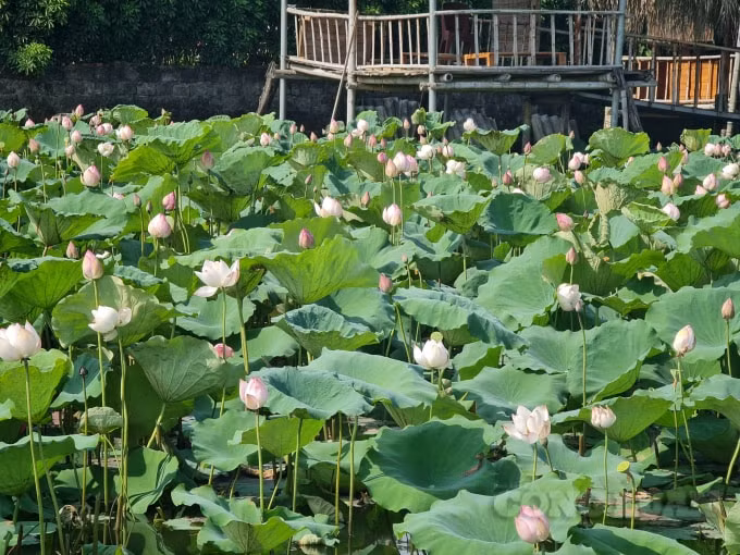 Với nhiều người yêu hoa, một lọ sen cắm trong nhà là điều không thể thiếu mỗi mùa hè