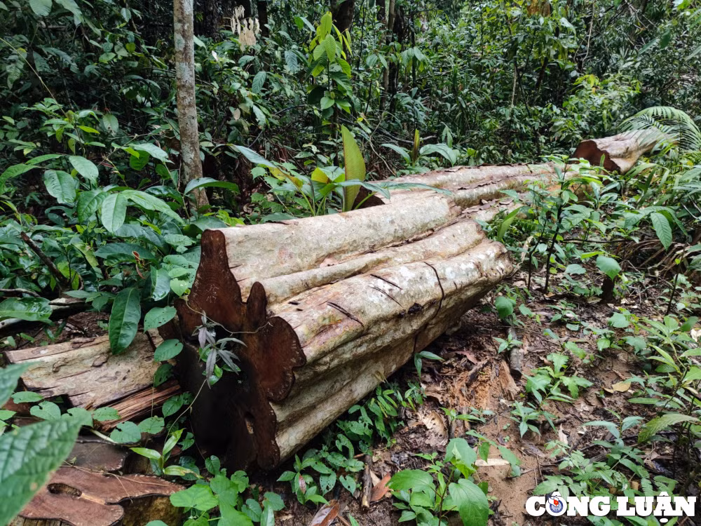 dot nhap cong truong khai thac go khung o vung bien gioi kon tum hinh 6