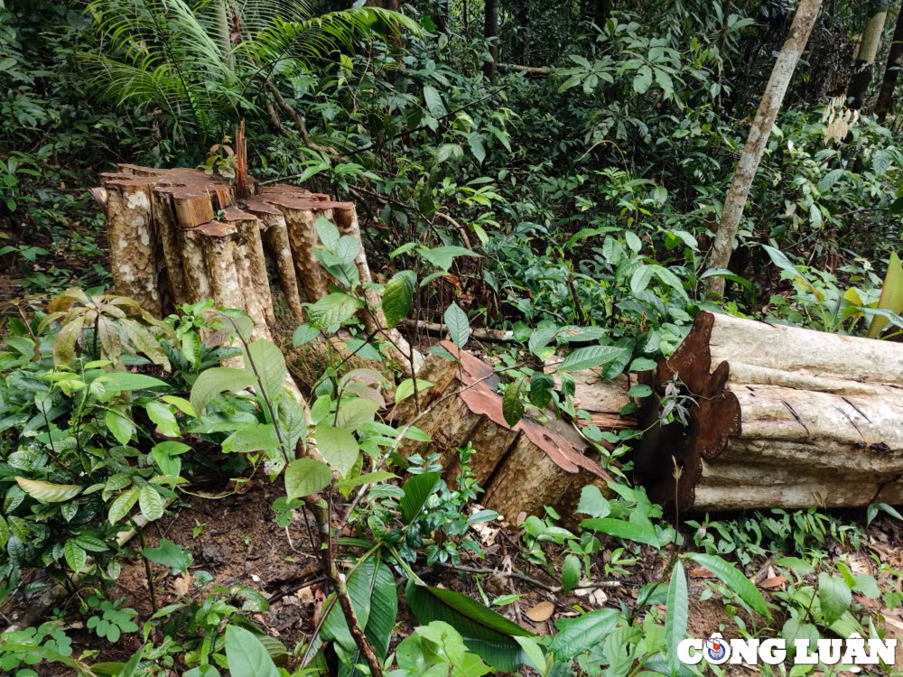 dot nhap cong truong khai thac go khung o vung bien gioi kon tum hinh 2