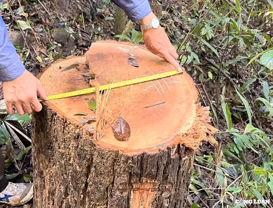 dot nhap cong truong khai thac go khung o vung bien gioi kon tum hinh 7