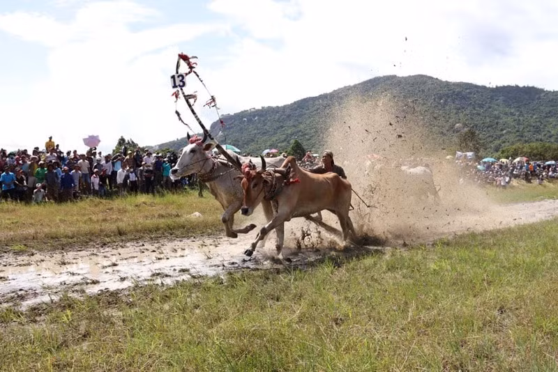 soi noi le hoi dua bo truyen thong huyen tri ton an giang hinh 2