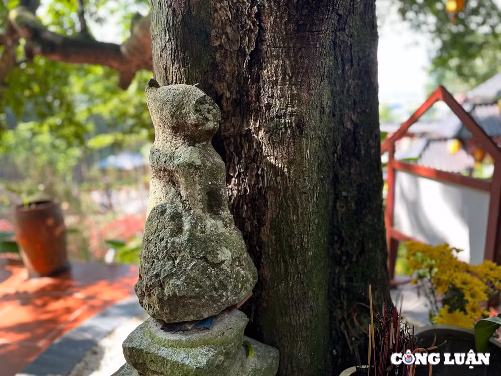 khong gian ngoi chua co co cay thi gan 400 nam tuoi o ha nam hinh 6