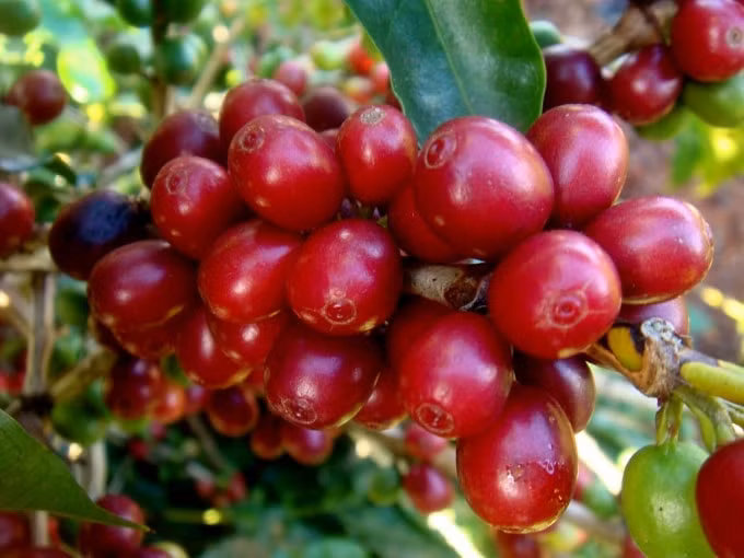 Cà phê đầu tuần mới đi ngang, giá cà phê cao nhất là 31.300 đồng/kg. Ảnh: TL