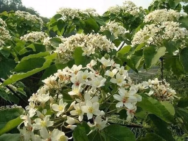 loai mat ong trang nhu sua moi nam chi co mot mua duoc nhieu nguoi san lung hinh 2