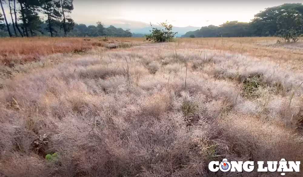doi co hong doc nhat vo nhi tren cao nguyen gia lai hinh 4