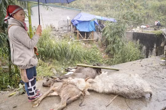 Mưa rét, băng giá làm thiệt hại 3,6 tỷ đồng cho vùng cao Sa Pa