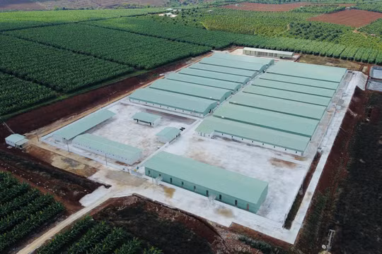 Công ty Cổ phần gia súc Lơ Pang cố ý xây dựng trại heo trái phép: Cam kết sẽ di dời