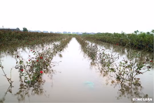 Làng hoa Mê Linh chìm trong biển nước sau những trận mưa lớn