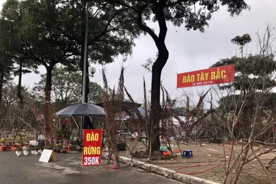 Đào rừng xuống phố “sale sập sàn” vẫn vắng khách mua
