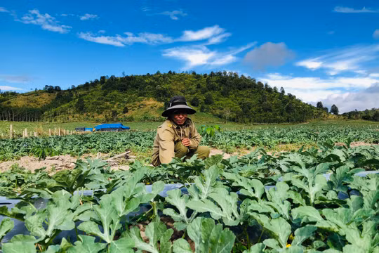 Gia Lai: Thăng trầm nghề trồng dưa hấu