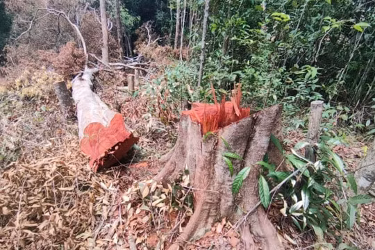 Thông tin mới về vụ lâm tặc mở “công trường” khai thác gỗ