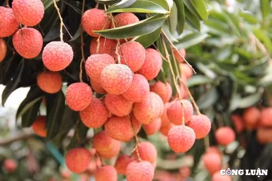 Bắc Giang lên các phương án tiêu thụ vải thiều năm 2022