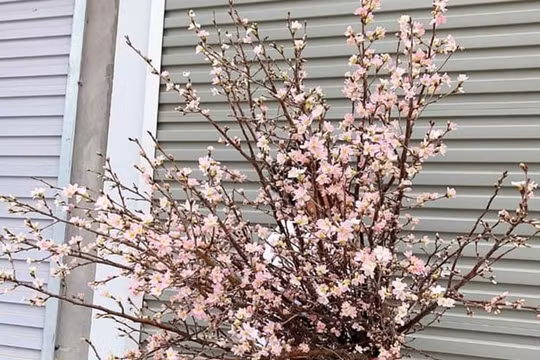 Hoa anh đào Sakura Nhật được ưa chuộng tìm mua chưng dịp Tết