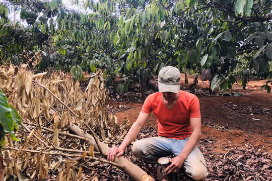 Vườn sầu riêng của anh nông dân nghèo liên tục bị chặt hạ, vì sao?