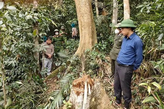 Xuất hiện nạn khai thác gỗ rừng trái phép ở Hà Tĩnh