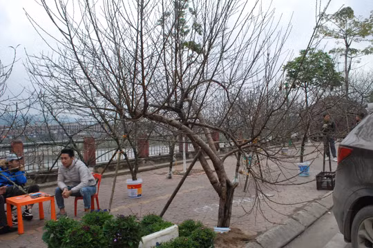 Vựa đào Tết Lào Cai hối hả xuất hàng cho miền xuôi